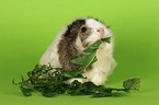 guinea pig with food