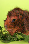 guinea pig with food