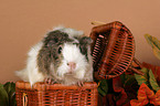 guinea pig in basket