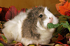 eating guinea pig