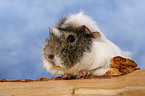 guinea pig