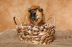 guinea pig in basket