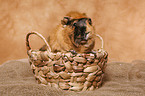 guinea pig in basket