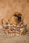 guinea pig in basket