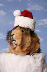 christmas guinea pig