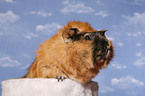 guinea pig