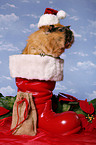 christmas guinea pig