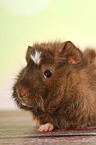 young abyssinian guinea pig