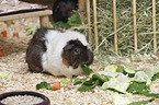 Guinea Pig