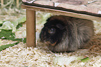 Guinea Pig