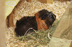 Guinea Pig