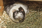 Guinea Pig