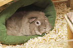 Guinea Pig