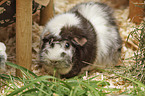 Guinea Pig