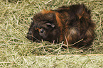 Guinea Pig