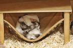 Guinea Pig