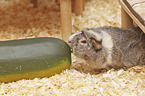 Guinea Pig