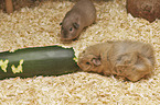 Guinea Pig