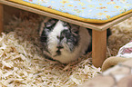 Guinea Pig