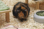 Guinea Pig