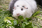 Abyssinian guinea pig