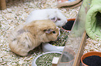 2 guinea pig