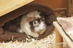 Abyssinian guinea pig