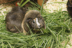 Abyssinian guinea pig