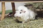 Abyssinian guinea pig