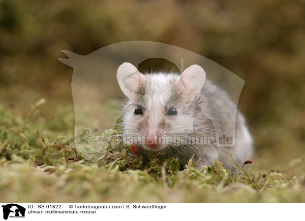 Afrikanische Vielzitzenmaus / african multimammate mouse / SS-01822