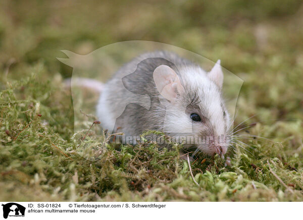 african multimammate mouse / SS-01824
