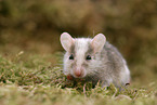african multimammate mouse