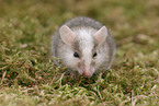 african multimammate mouse