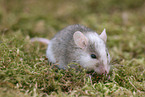 african multimammate mouse