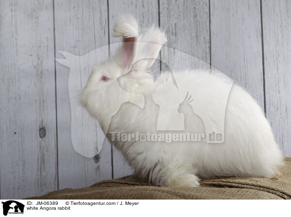 white Angora rabbit / JM-06389