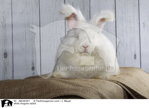 white Angora rabbit / JM-06391