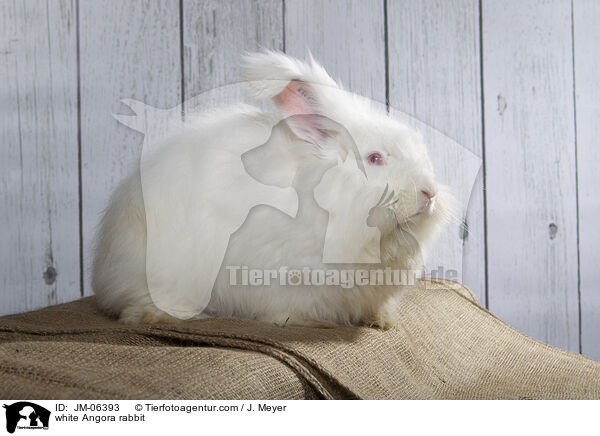 weies Angorakaninchen / white Angora rabbit / JM-06393