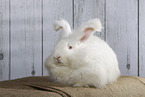 white Angora rabbit