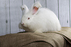 white Angora rabbit