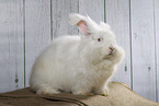 white Angora rabbit