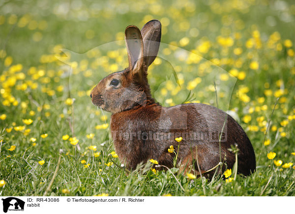 rabbit / RR-43086