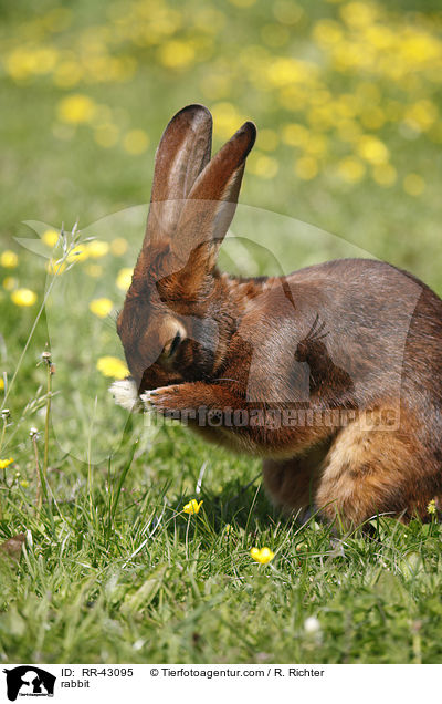 rabbit / RR-43095