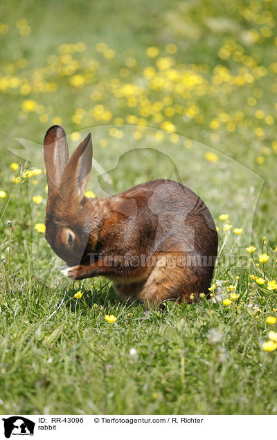 Hasenkaninchen / rabbit / RR-43096
