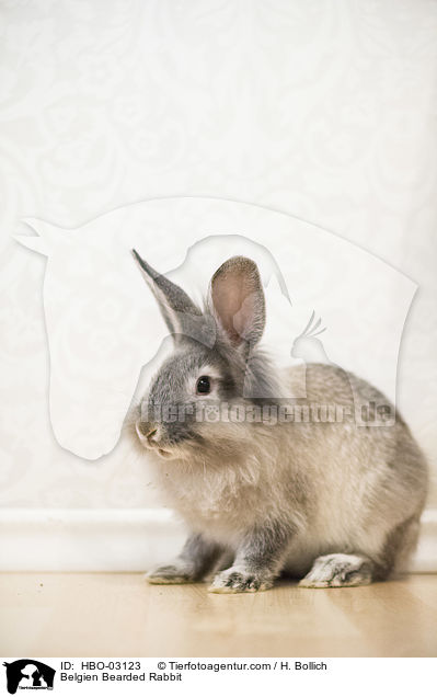 Belgisches Bartkaninchen / Belgien Bearded Rabbit / HBO-03123