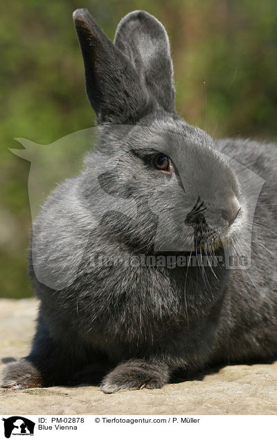 Blauer Wiener / Blue Vienna / PM-02878