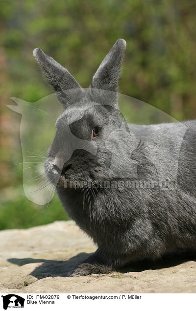 Blue Vienna / PM-02879