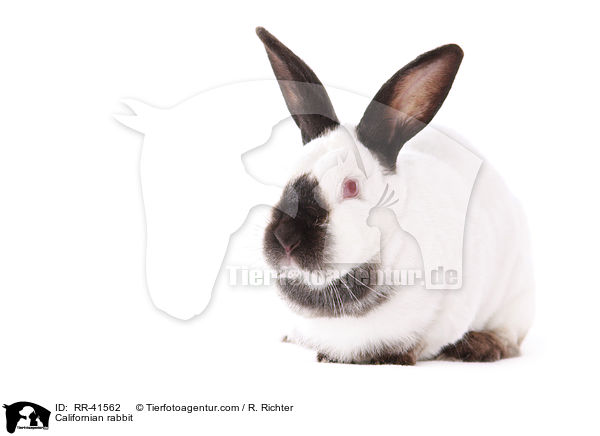 Californian rabbit / RR-41562