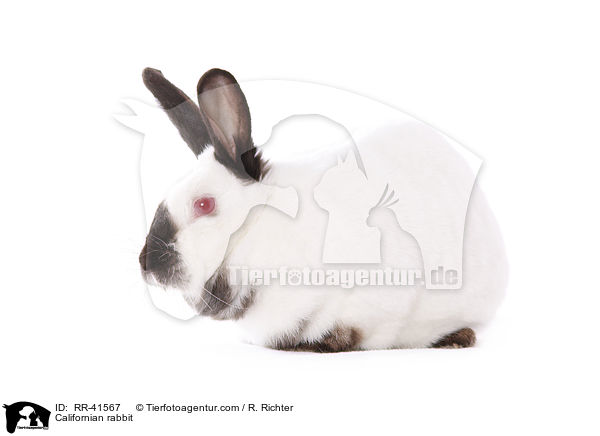 Kalifornier Kaninchen / Californian rabbit / RR-41567
