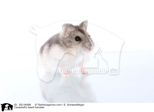 Campbell-Zwerghamster / Campbell's dwarf hamster / SS-34996