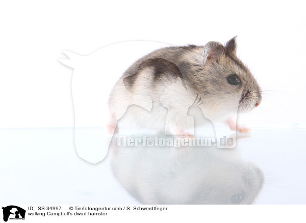 laufender Campbell-Zwerghamster / walking Campbell's dwarf hamster / SS-34997